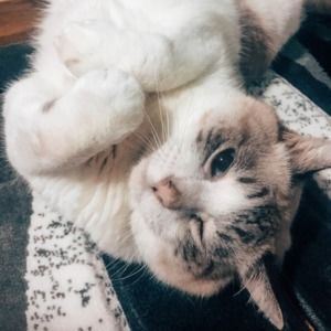 Meet your Posher, Chiao